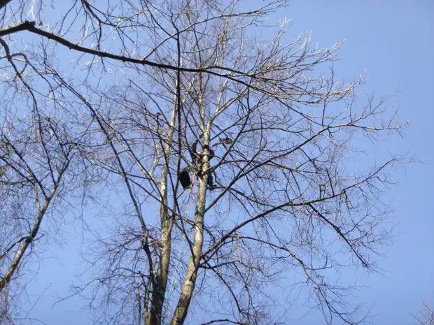 Котёнка спасали на Ленсовета: он медленно летел с дерева, и под ним успели растянуть тент
