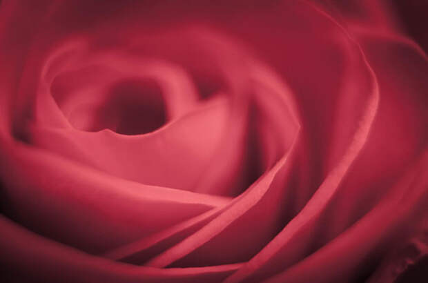 10 лучших макроснимков роз