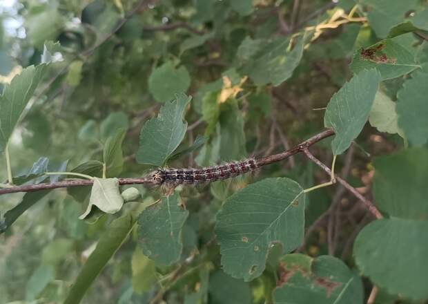Стоит ли обрабатывать лесные массивы от гусениц непарного шелкопряда в Рязанской области?