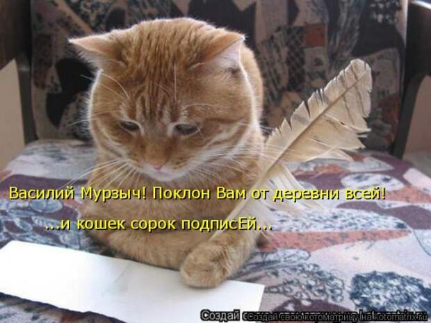 Лучшие котоматрицы недели (50 фото)