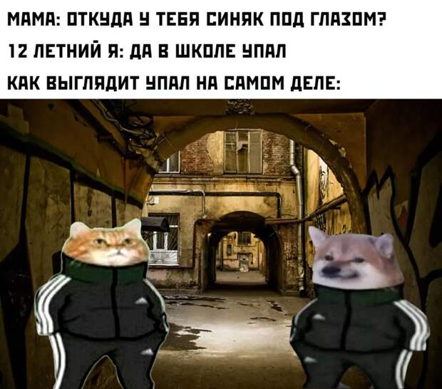 кошка и собака в костюме адидас