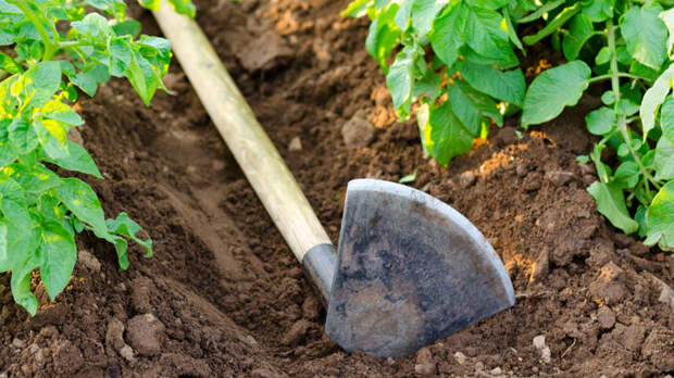 Картофель будет крупным, а урожай – большим: эксперты дали советы, как правильно окучивать