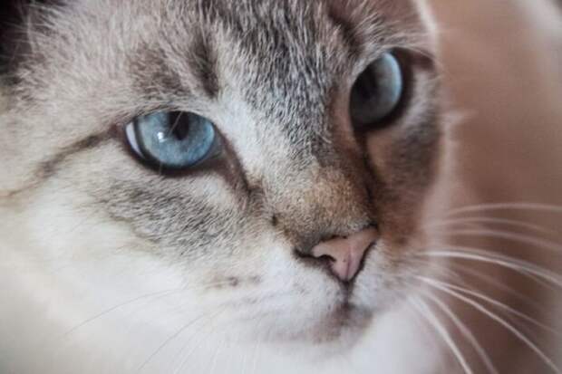 Сбежавший кот вернулся к хозяйке после 11 лет скитаний