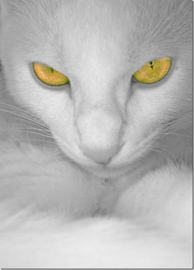 Multi-colored_eyes_of_ cats_42_(funnypagenet.com)