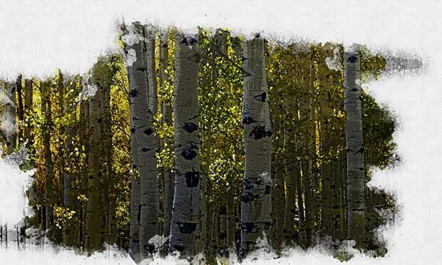 В лесопосадках под Орлом замечены люди с трёхлитровыми банками