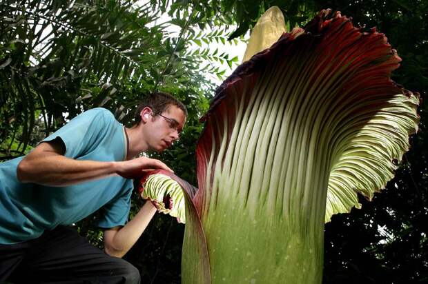 Самая большая теплица в мире The Largest Greenhouse 9 Самая большая теплица в мире