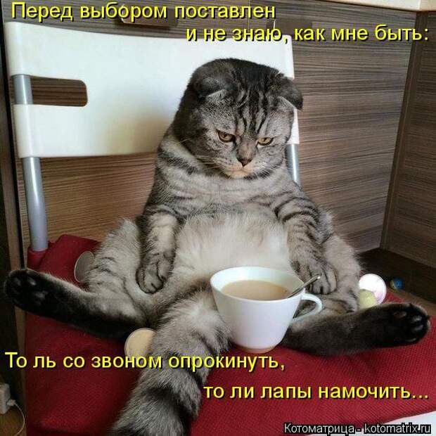 Лучшие котоматрицы недели (50 фото)