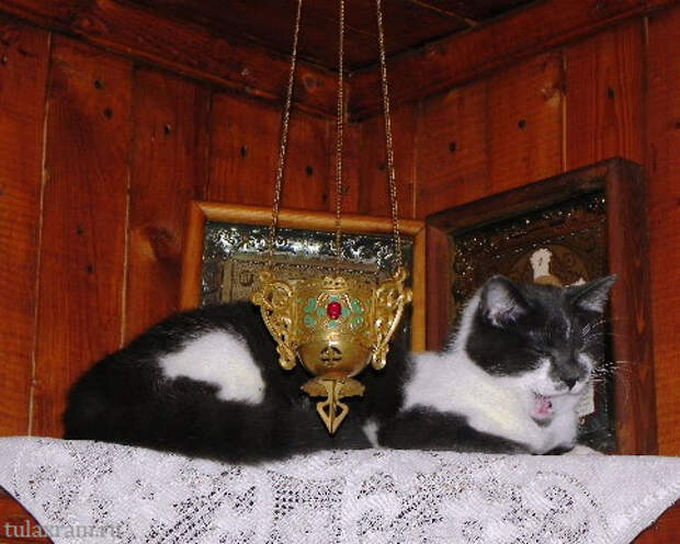 Почему коты  и кошки любят лежать около икон?  Кто нибудь может пояснить?