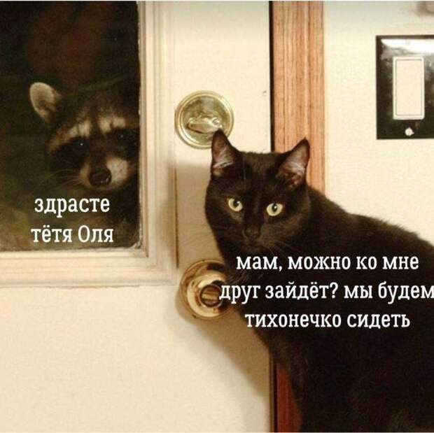 16 шедевров кото-фото-искусства