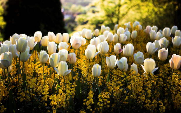 белые тюльпаны, цветение
