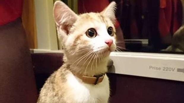 Отважный котенок вернулся к своей французской хозяйке на поезде ynews, животные, котенок, новости, поезд, разлука, франция