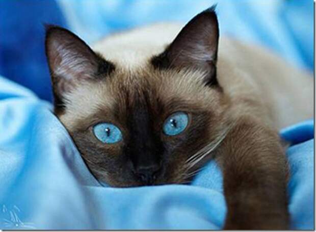 Multi-colored_eyes_of_ cats_9_(funnypagenet.com)