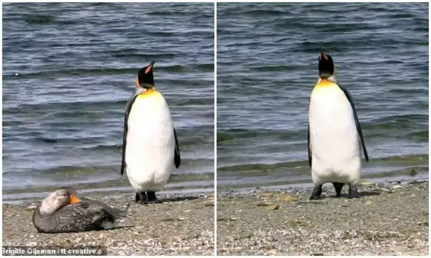 охота птиц на пингвинов