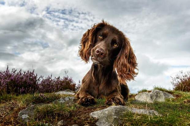 Победители фотоконкурса Dog Photographer of the Year 2018 6