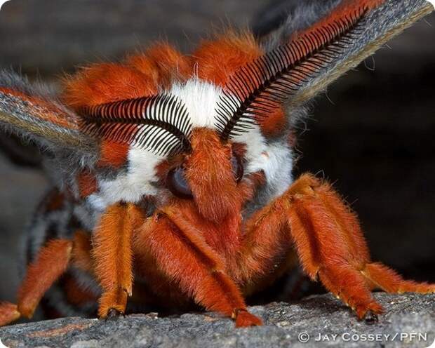 Павлиноглазка цекропия (лат. Hyalophora cecropia)