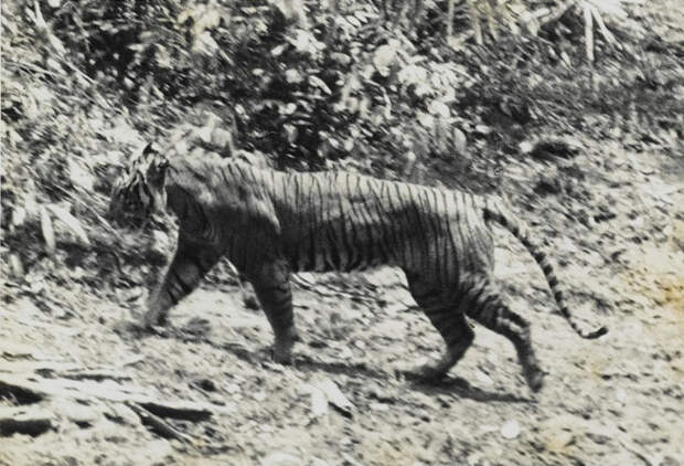 Яванский тигр животные, интересное, природа, человек