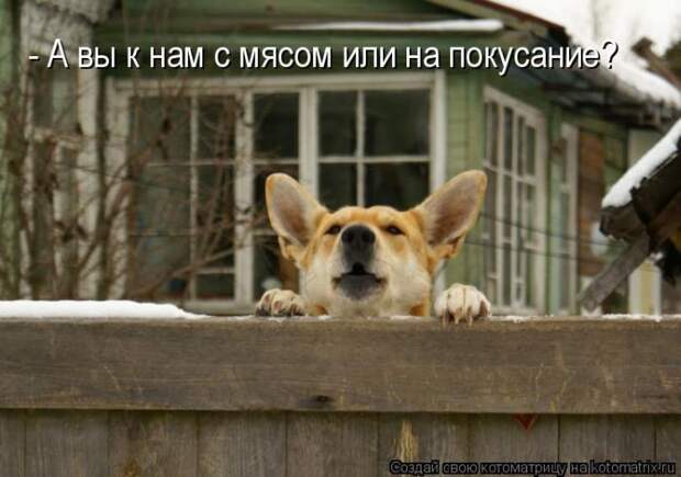 Лучшие котоматрицы недели (50 фото) Лучшие котоматрицы недели (50 фото)