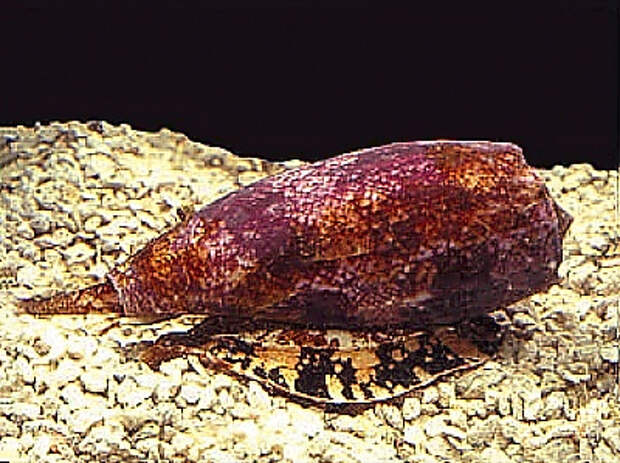 Один из видов конусов: Conus geographus, наиболее опасный для человека. Фото: Википедия