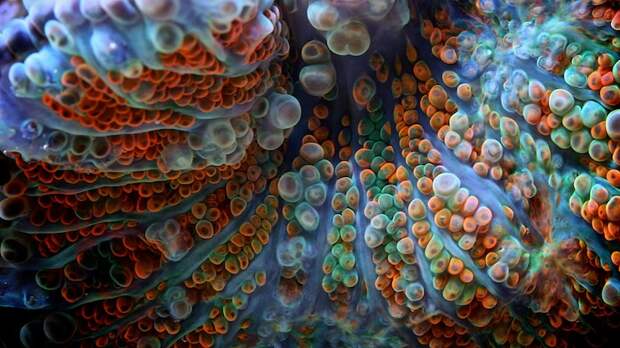 Макро фотографии кораллов
