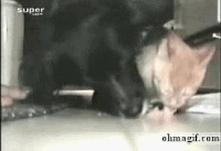 ����� ��������, ������, ���������,  gif ��������, ���, �����, ������, �����, ���, ���,  ��� �������� ������� ��������� �������, 