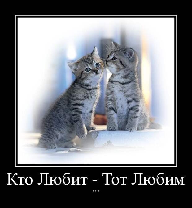 Демотиваторы ко дню влюбленных (50 фото)