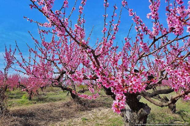 Как цветут персики в Крыму