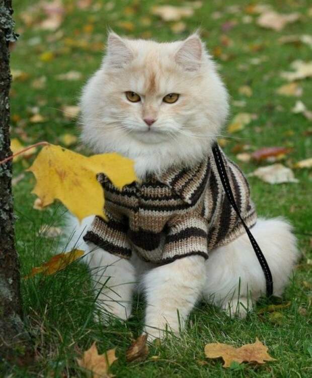 Коты и кошки в одежде (28 фото)