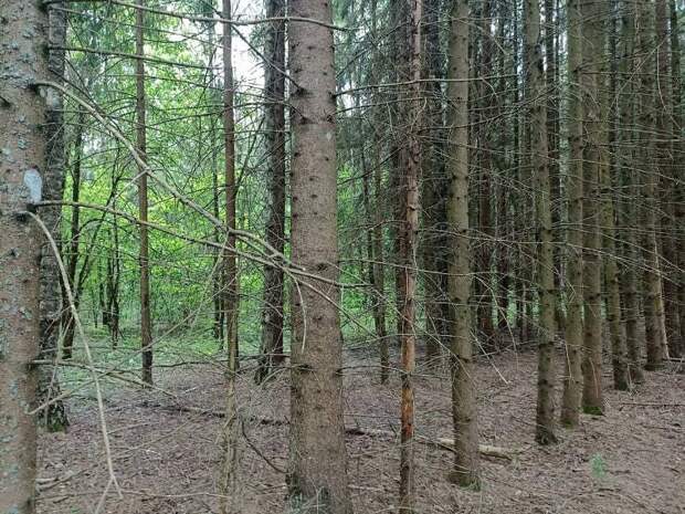 На Смоленщине выросла площадь общедоступных охотничьих угодий