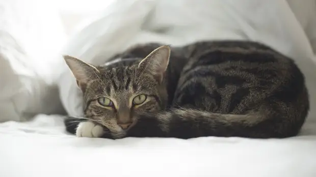 В Госдуме поддержали бесплатную регистрацию домашних животных