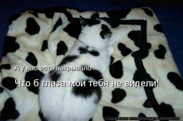 Котоматрицы