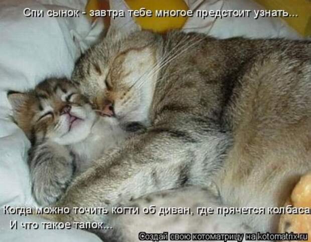 Лучшие котоматрицы за неделю