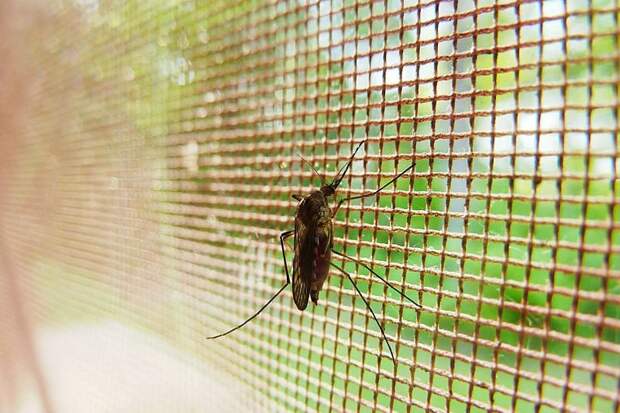 Комар дома на оконной сетке