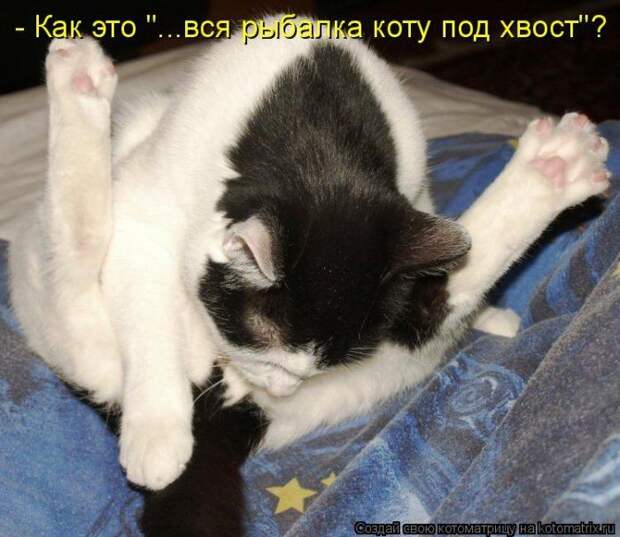 Котоматрицы :)