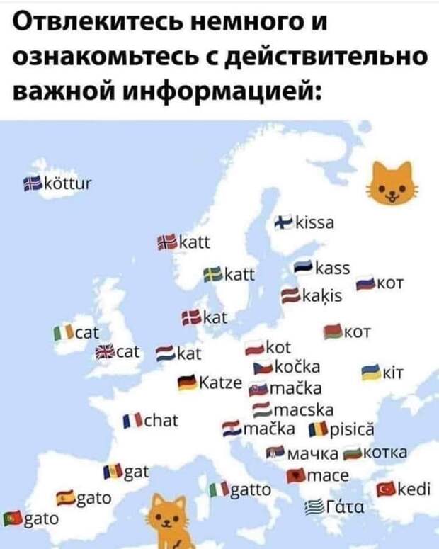 Как называют котов в разных странах