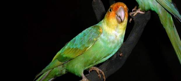 Каролинский попугай животные, интересное, природа, человек
