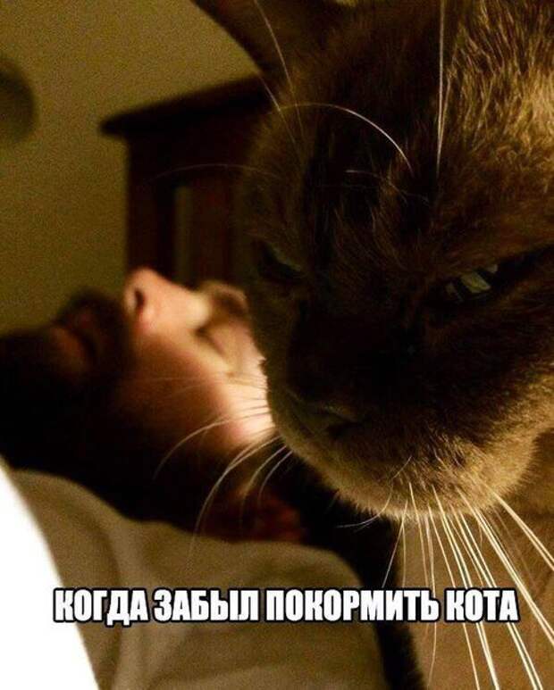 Новые фотомемы (24 шт)