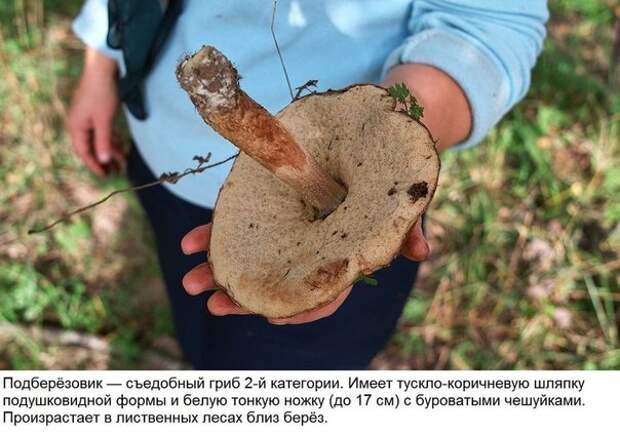 Мини-гид: 10 съедобных грибов