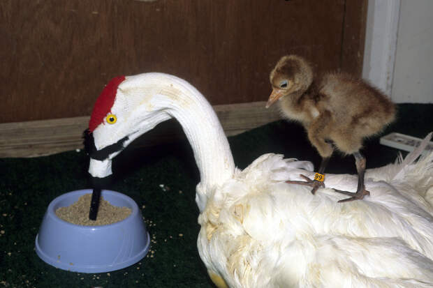 Женщина 40 лет носила костюм журавля и учила птенцов летать