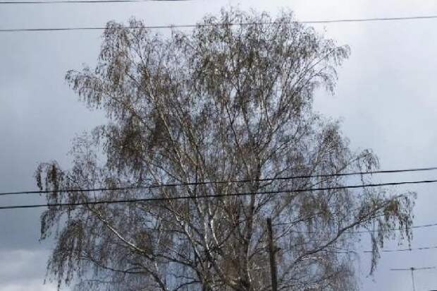 В Тамбовской области ожидается сильный ветер