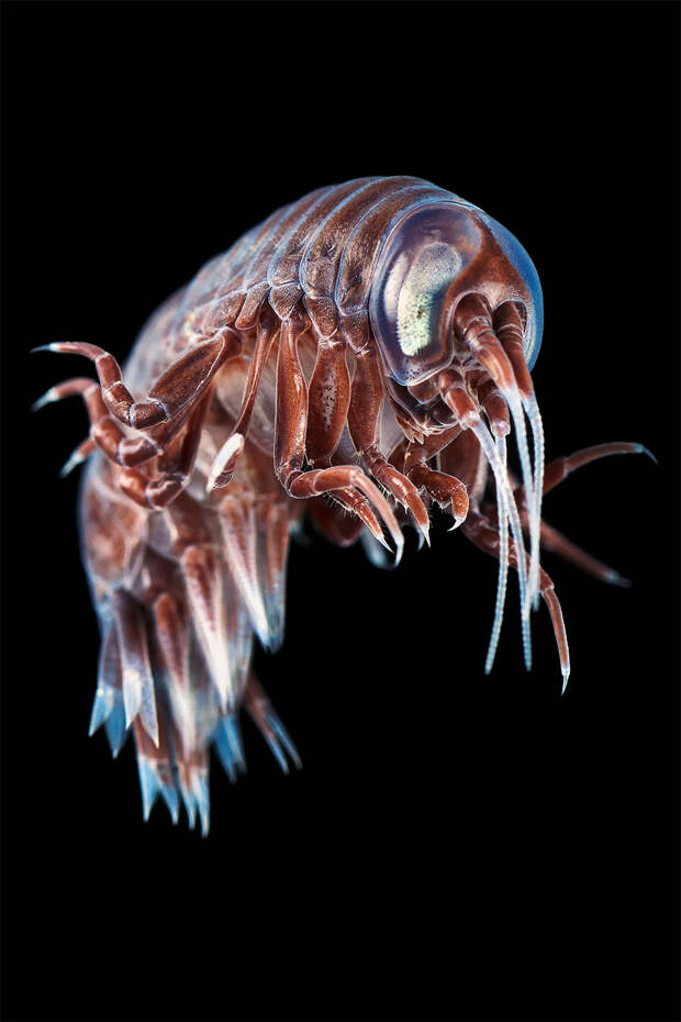 Фотография: Чудовища морских глубин на фото Александра Семенова №14 - BigPicture.ru