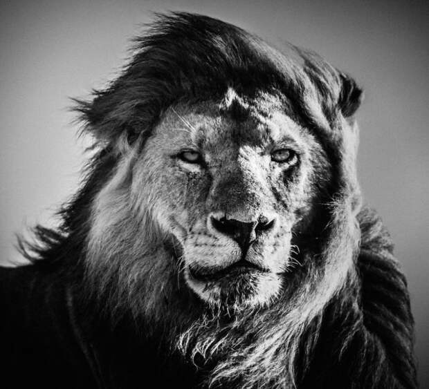черно белые фотографии африканской дикой природы