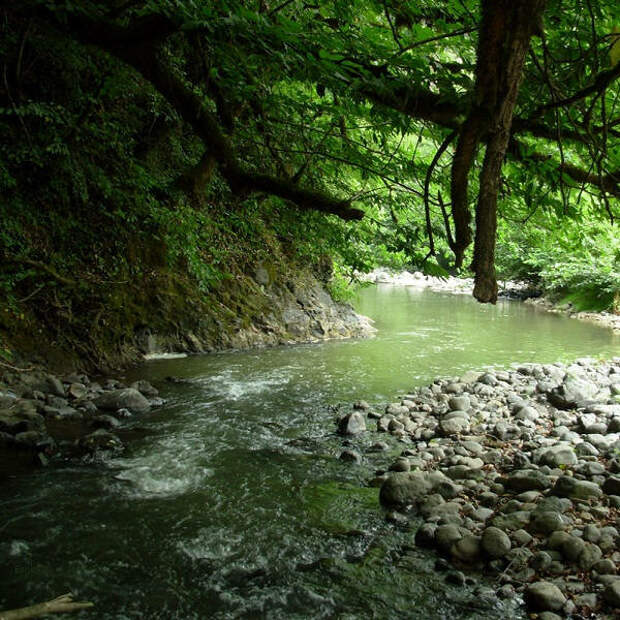 Пробраться вглубь многоярусного леса можно только по ручьям, во множестве протекающим в этой местности