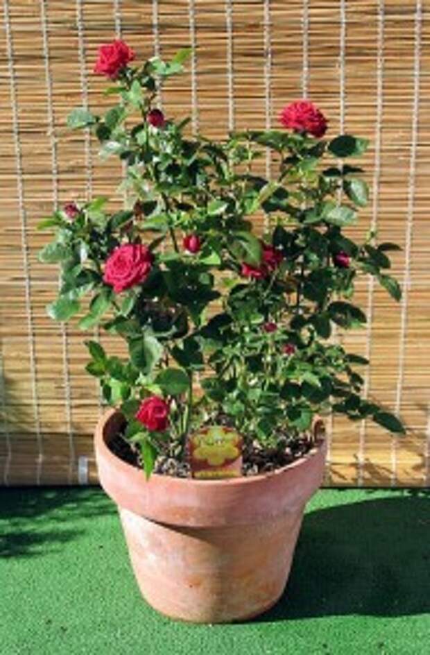 Комнатная миниатюрная роза.