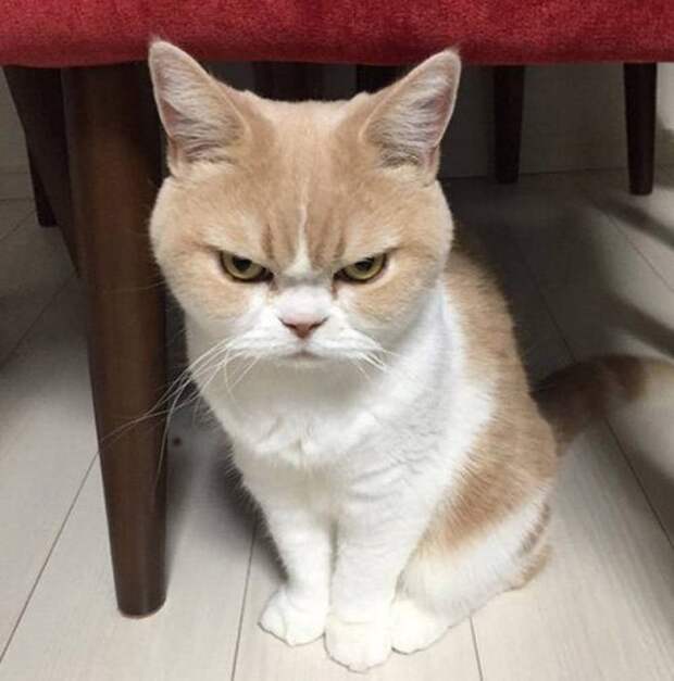 Сердитые котейки
