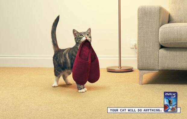 Мяу! 15 примеров забавной и милой кошачьей рекламы