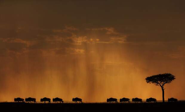 Masai Mara