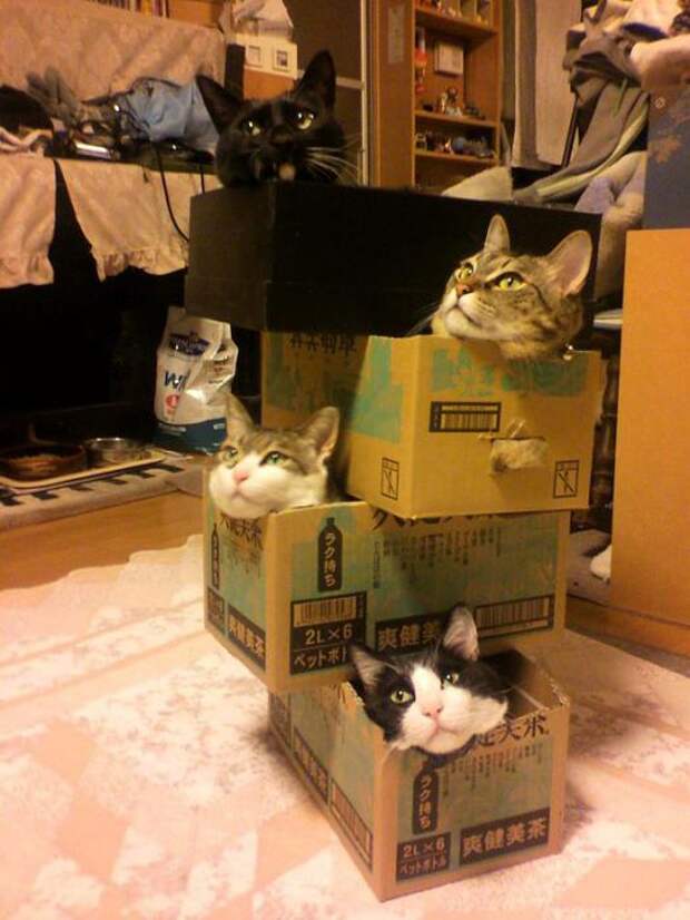 Котодизайн