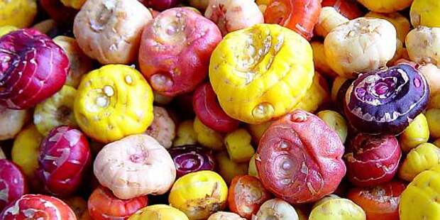 луковица гладиолуса фото