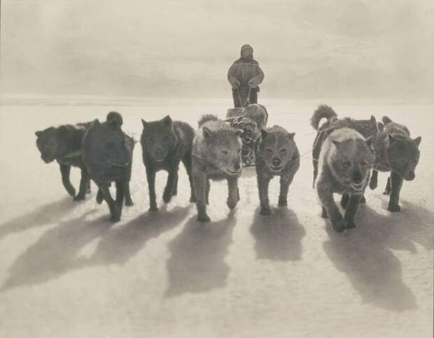 Хаски тянут сани Дуглас Моусон, австралия, антарктида, изучение Антарктики, научная экспедиция, полярные исследователи, поход во льдах, фотосвидетельства