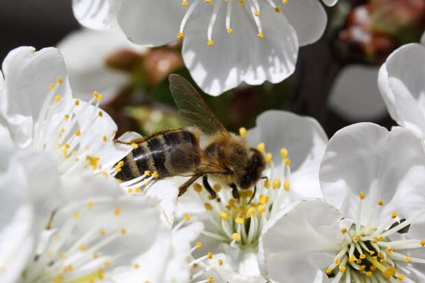 Пчела на цветке вишни